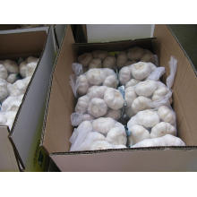 Carton Packing Pure White Garlic (5.5cm and up)